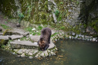 Çek Cumhuriyeti 'nin Güney Bohemya kenti Cesky Krumlov' da bir hayvanat bahçesinde 27 Temmuz 2024 'te küçük bir göletin kenarında yürüyen kahverengi bir ayı.