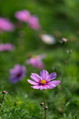 Pembe bir kozmos çiçeğinin yakın plan görüntüsü bulanık arkaplanlı yeşil bir alanda..