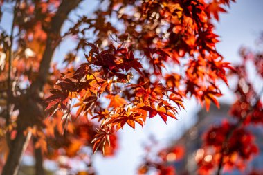 Bir ağaç dalında canlı kırmızı sonbahar yapraklarının yakın çekimi.