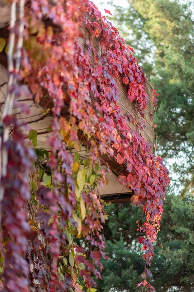 Canlı kırmızı ve turuncu sarmaşık ahşap bir yapının üzerinde çağlıyor..