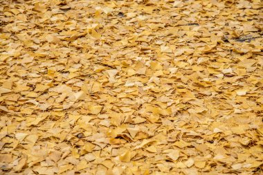 Sonbaharda dağınık sarı yapraklarla kaplı desenli bir yüzey.