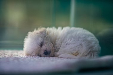 Yumuşak bir battaniyenin üzerinde huzur içinde uyuyan tüylü beyaz bir köpek yavrusu..