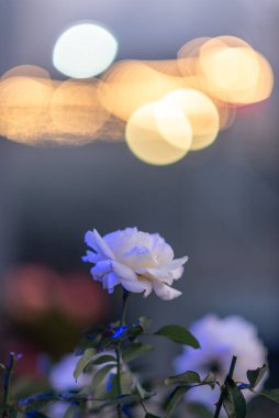 Arka planda bulanık bokeh ışıkları ile odak beyaz gül.