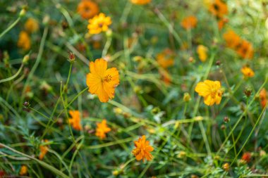 Canlı turuncu kır çiçeklerinin yemyeşil bir tarlada yakın çekimi.