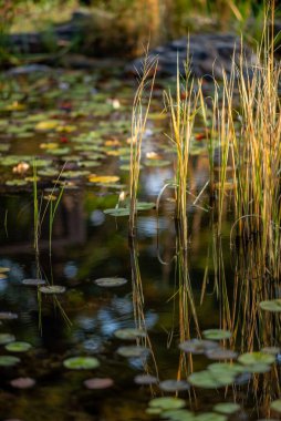 Nilüfer yaprakları ve suya yansıyan uzun otlarla dolu sakin bir gölet..