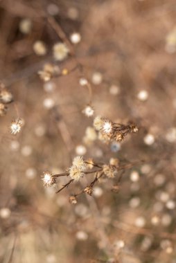 Yumuşak ve bulanık arkaplanı olan kurumuş kır çiçeklerine yakın çekim