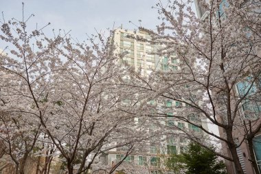 Modern bir apartmanın karşısında kiraz çiçekleri açıyor..