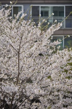 Modern bir apartmanın karşısında kiraz çiçekleri açıyor..