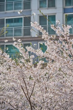 Modern bir apartmanın karşısında kiraz çiçekleri açıyor..