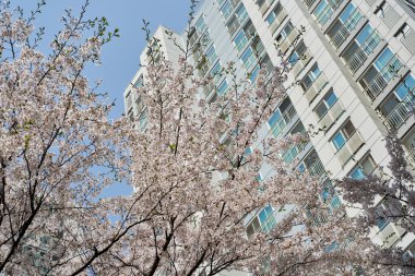 Modern bir apartmanın karşısında kiraz çiçekleri açıyor..