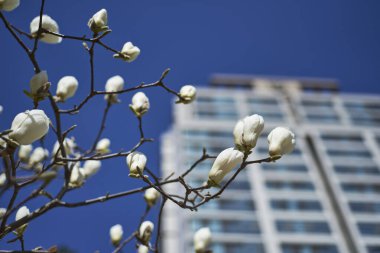 Beyaz manolya çiçekleri çağdaş bir gökdelene karşı dallarda çiçek açıyor..