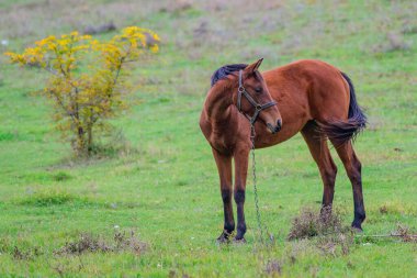 Yeşil bir tarlada duran kahverengi bir at ve yanında da sarı bir çalı..