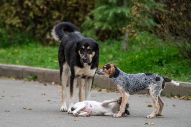 Üç köpek parkta asfalt bir yolda neşeyle etkileşime geçiyor..