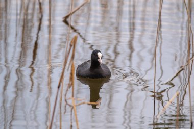 Avrasyalı yaban ördekleri sakin bir gölde sazlıklar arasında yüzüyor.