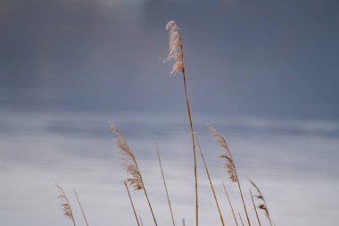 Uzun çimenler bulanık mavi ve beyaz bir arkaplanda toplanır.
