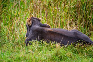 Yeşilliklerle çevrili çimenli bir tarlada dinlenen bir buzağı..