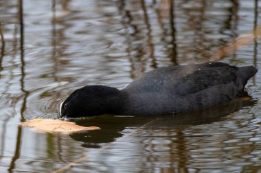 Avrasyalı yaban ördekleri sakin bir gölde sazlıklar arasında yüzüyor.
