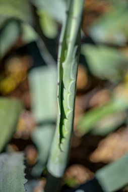 Bulanık arkaplan ile agave bitki yaprakları yakın plan.
