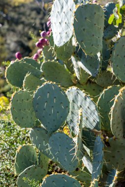 Yeşil pedli ve mor meyveli dikenli armut kaktüsü yakın plan..