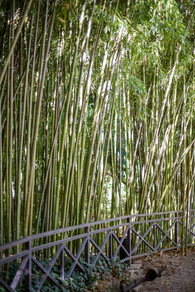 Önünde metal çitler olan yemyeşil bambu ormanları.