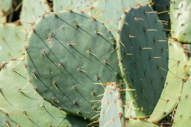 Dikenli yeşil bir kaktüsün yakın çekimi eşsiz dokusunu ve şeklini gözler önüne seriyor.