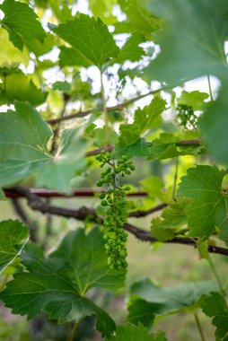Üzüm bağında asma yaprakları ve küçük üzüm kümeleri..