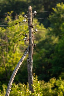 Yeşil bir ormanda yalıtımlı eski ahşap elektrik direği..