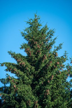 Açık mavi gökyüzüne karşı sayısız çam kozalağı ile sonsuza dek yeşil ağaç.