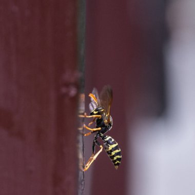 Ahşap bir yüzeyde, arka planı bulanık bir eşekarısının yakın çekimi..