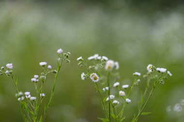 Çiçeklerle dolu papatya tarlaları yemyeşil bir çayırda beyaz çiçekler açıyor..