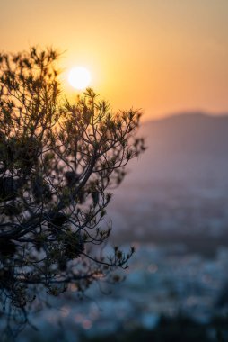 Gün batımına karşı bulanık şehir manzaralı bir ağacın silueti.
