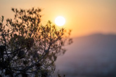Gün batımına karşı bir ağaç dalının silueti