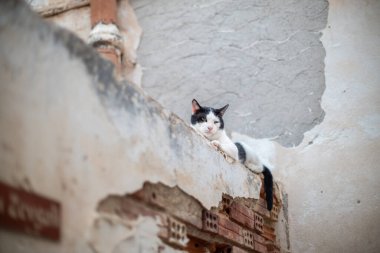 Kırsal ve yıpranmış bir duvarda uzanan siyah beyaz bir kedi..