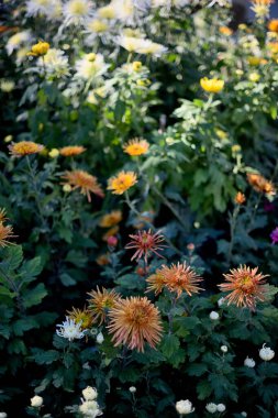 Rengarenk kasımpatıların açtığı canlı bir bahçe..