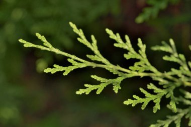 Arkaplanı bulanık yeşil eğreltiotu yaprağına yakın plan.