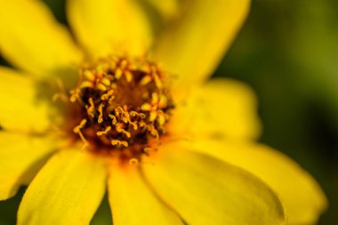 Canlı sarı bir çiçeğe yakın çekim ve detaylı bir kekeme..