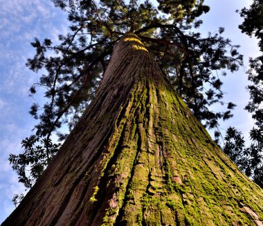 A towering tree viewed from below, showcasing its textured bark and green moss, with a clear blue sky in the background