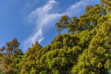 İnce bulutlu açık mavi gökyüzüne karşı yemyeşil ağaçlar..