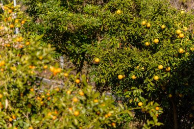 Olgun meyve veren portakal ağaçlarıyla dolu yemyeşil bir meyve bahçesi.