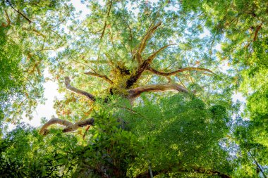 Geniş dalları ve yeşil yaprakları olan uzun bir ağaca bakıyorum..