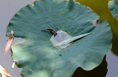 Nilüfer yaprağının su damlacıkları ve küçük bir böcekle yakın çekimi..