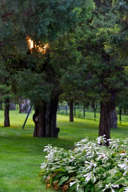 Çimlerin, ağaçların ve çiçek açan bitkilerin olduğu sakin bir bahçe sahnesi..