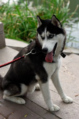Sibirya Husky 'si bir göletin yanındaki taştan yolda oturuyor, tasmalı..
