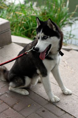 Sibirya Husky 'si bir göletin yanındaki taştan yolda oturuyor, tasmalı..