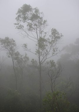 Uzun ağaçları ve yoğun sisi olan sisli bir orman..