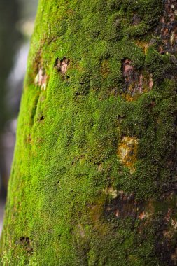 Canlı yeşil yosunlarla kaplı bir ağaç gövdesine yakın plan..