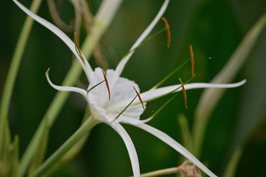 Yeşil arka planı olan beyaz bir örümcek zambağı yakın plan.