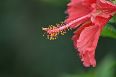 Kırmızı bir amber çiçeğinin yakın plan görüntüsü..