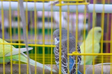 Bir kafeste renkli muhabbet kuşları, bir tüylü tüy.