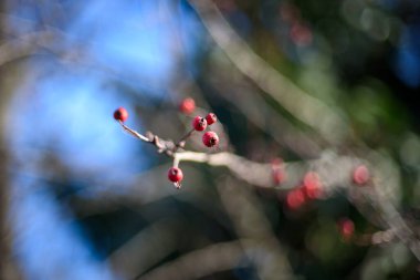 Bulanık arkaplanı olan bir dalda kırmızı böğürtlenlerin yakın çekimi.